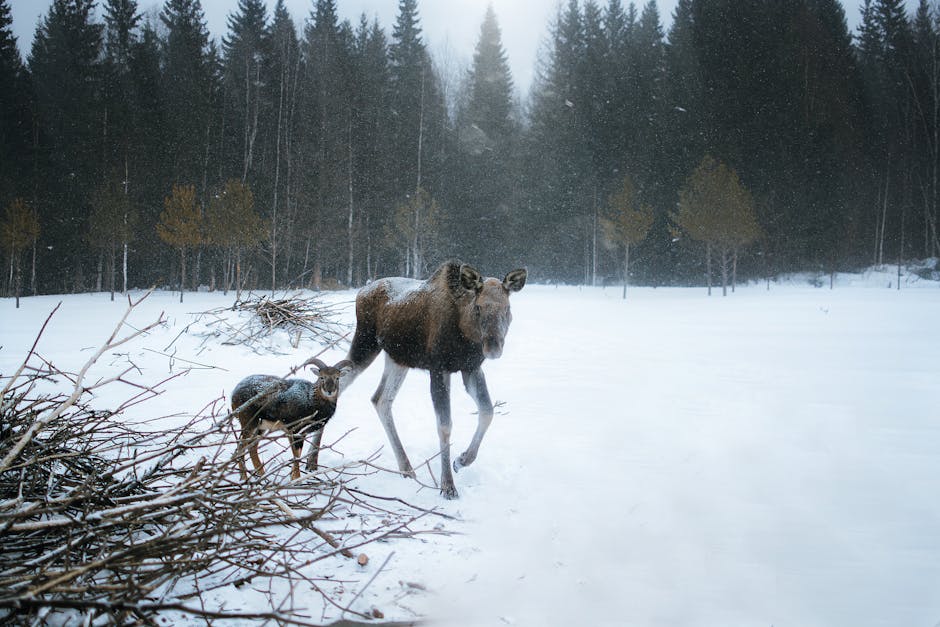 Denali National Park Bear Safety Clinic — June 12, 2026 — A moose and its calf wander through a snowy forest showcasing winter wildlife.