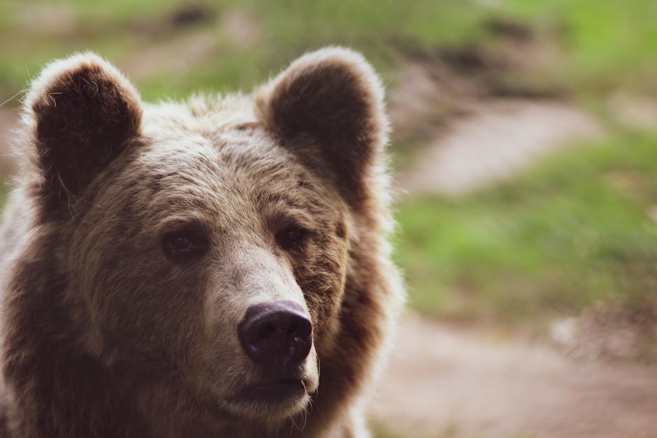 Southeast Alaska Birding Walk — May 15, 2026 — A detailed close-up of a grizzly bear surrounded by nature in daylight.