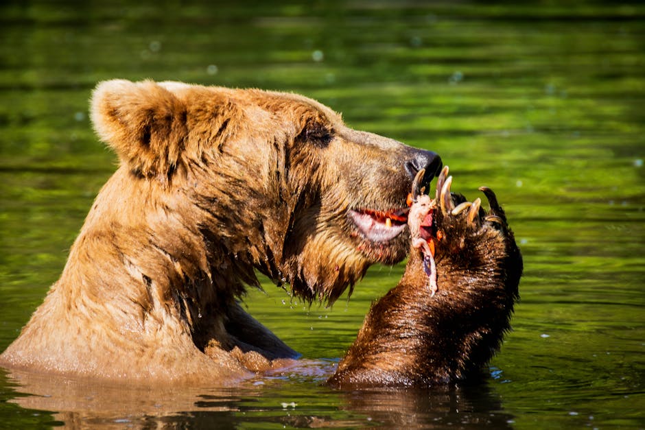 Southeast Alaska Photography Workshop — July 10, 2026 — Close-up of a grizzly bear feeding in a river, showcasing wildlife in Alaska.