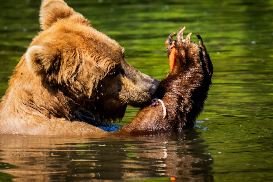 Chugach State Park Bear Safety Workshop — Workshop