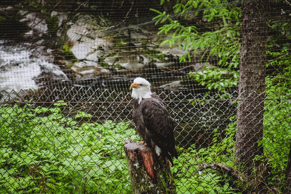 Kenai Peninsula Birding Tour — Birding